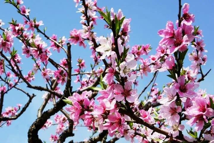 2020年三八妇女节，香蕉色色视频不一样！